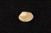 藏品(小眼花簾蛤)的圖片